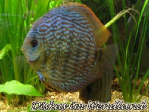 diskus rott�rkis aus hobbyzucht