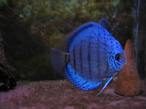 diskus koboldblau