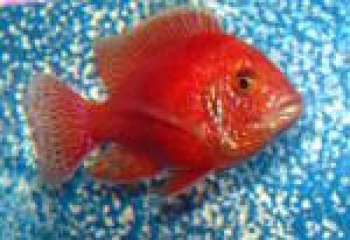 aulonocara red orchidee