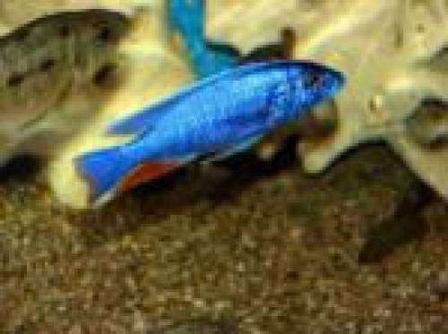 sciaenochromis ahli