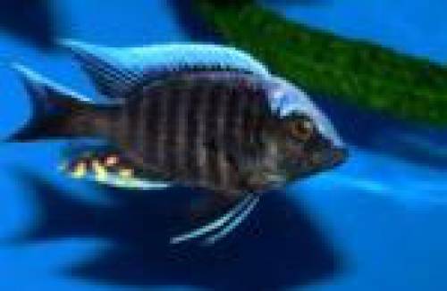 auloncora kandeensis