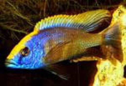 ot litopathis zimbawe rock