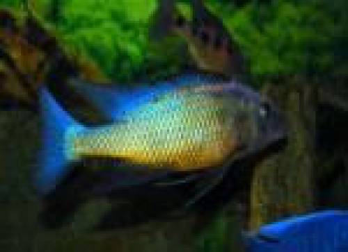 fossorochromis rostratus