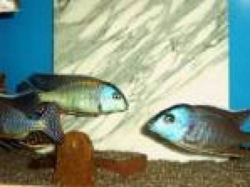 tramitichromis lituris mdoka