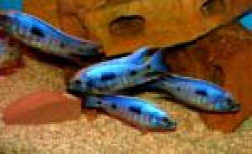 copadichromis mloto red tipps