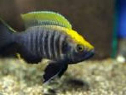 copadichromis verginalis geersti gome