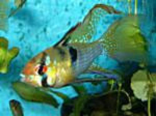 schmetterlingsbuntbarsche ramirezi