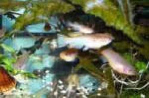 killifische gardneri nigerannus