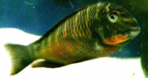 tropheus moorii golden kazumba