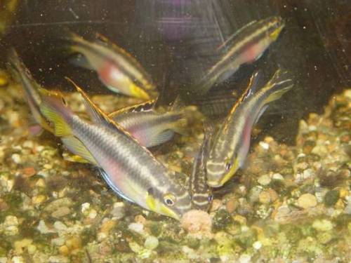 purpurprachtbarsche k�nigscichliden