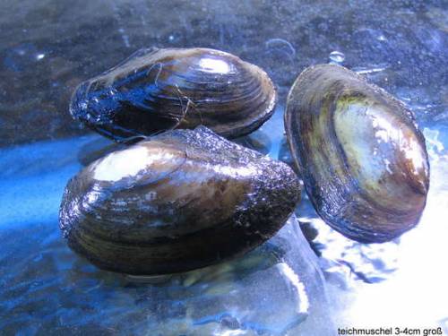 teichmuschel