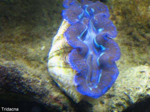 m�rdermuscheln tridacna in blau und lila