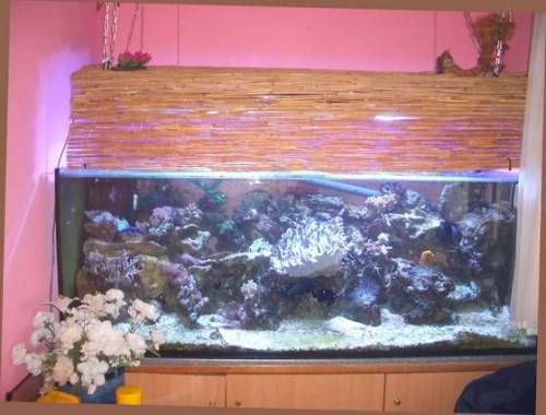 komplettes meerwasserquarium