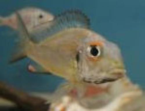 callochromis chituta orange eye