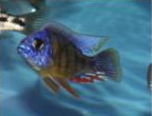 protomelas fenestratus taiwan reef