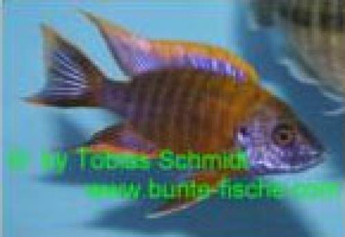 aulonocara lwanda wfnz