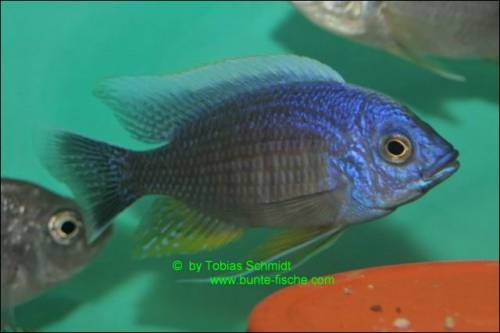 copadichromis borleyi maison reef