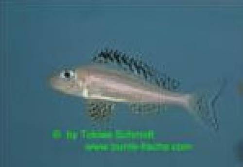 xenotilapia papilio tembwe