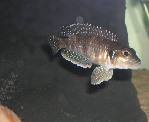 lamprologus meleagris