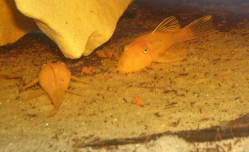 l ancistrus gelb schwarzauge