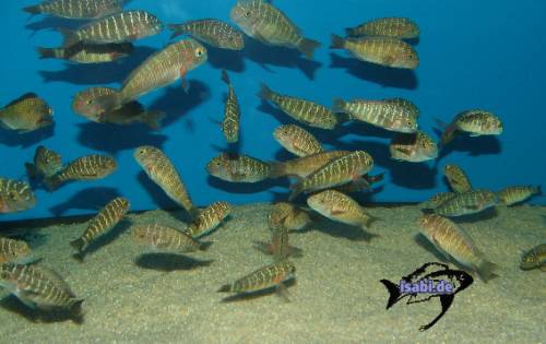 tanganjika cichliden