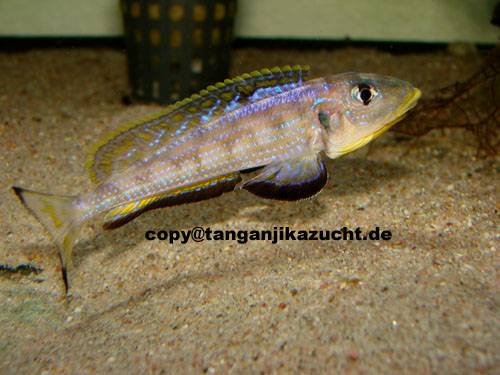 enantiopus melanogenys kilesa