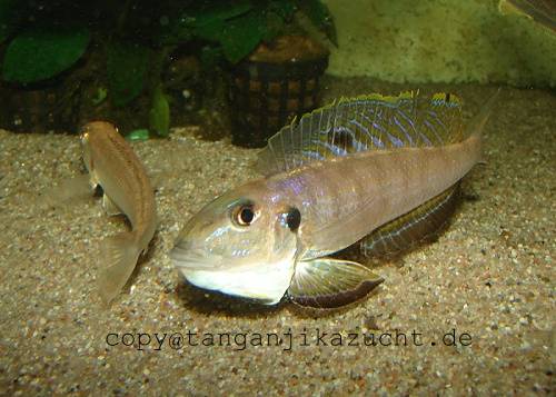 enantiopus melanogenys sambia
