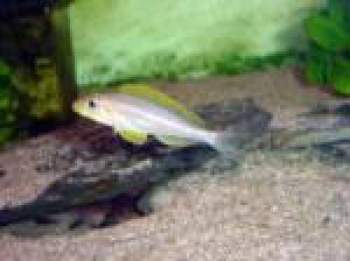 xenotilapia sunflower isanga