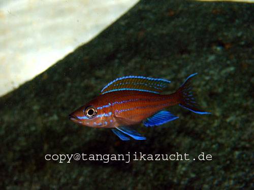paracyprichromis blue neon