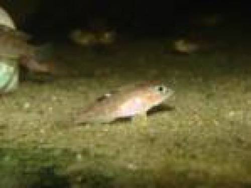 lamprologus kungweensis