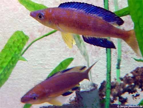 cyprichromis microlepidotus bulu point