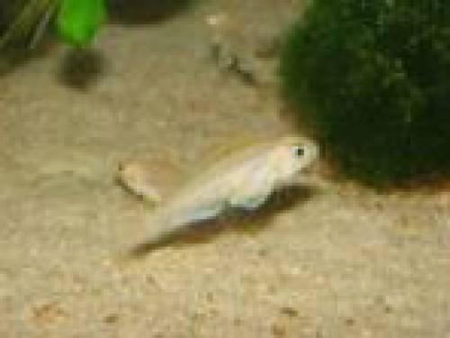 xenotilapia flavipinnis bulu point