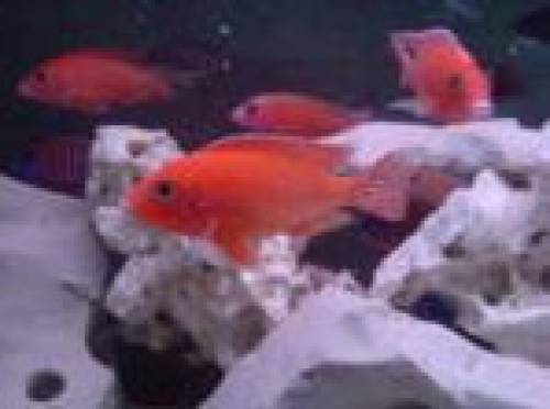 aulonocara firefisch