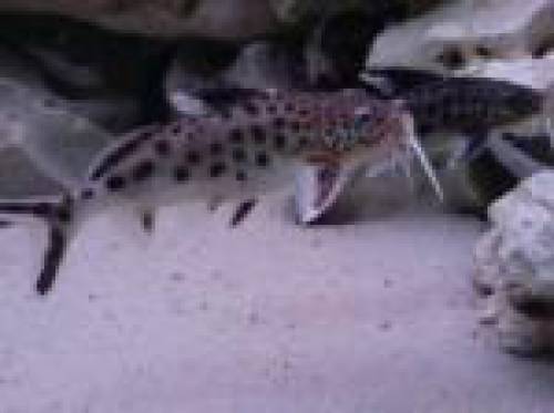 synodontis multipunktatus