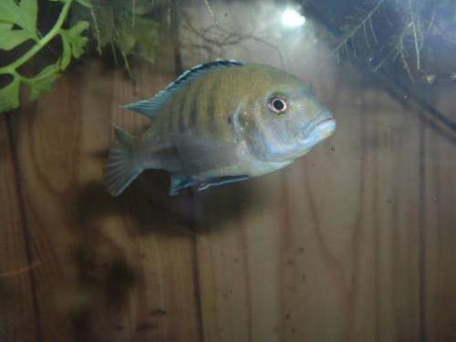 gelber maulbr�ter m�nnchen