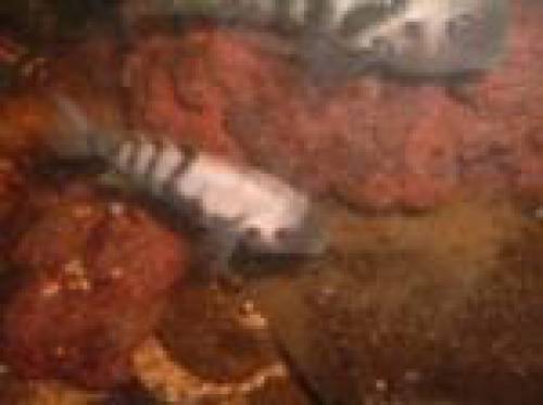 gr�nflossenbuntbarsch cichlasoma nigrofasciatum