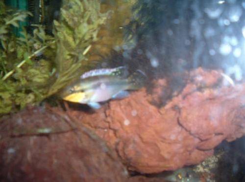 pelvicachromis taeniatus
