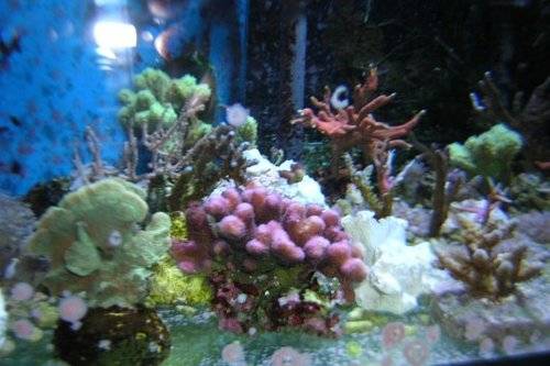 acropora steinkorallenableger