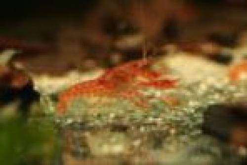 cambarellus patzcuarense sp orange p�rchen