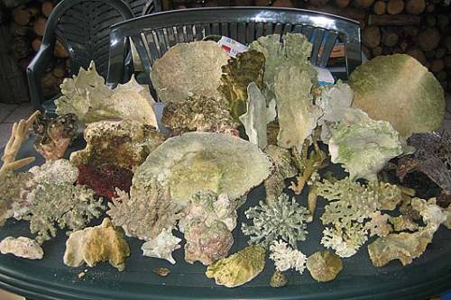 korallen und muscheln dekoration