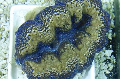 riesenmuschel tridacna in gro�er auswahl