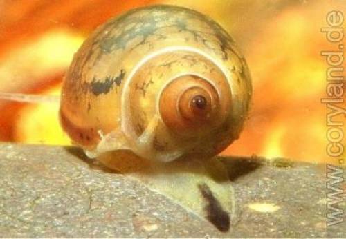 blasenschnecken