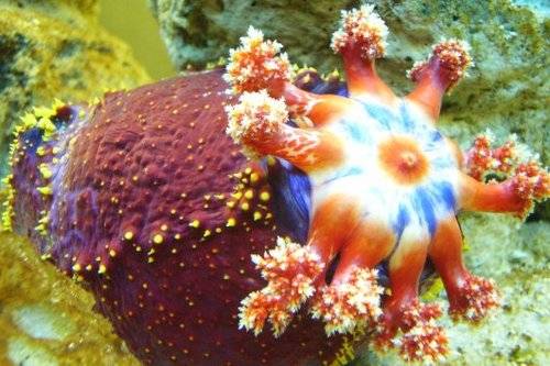 seegurke oder seeapfel pseudocolochirus violaceus