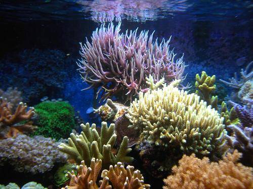 steinkorallen montiporas seriatopora caliendrum hystrix