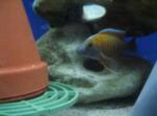 kaiserbuntbarsche aus der hobbyzucht