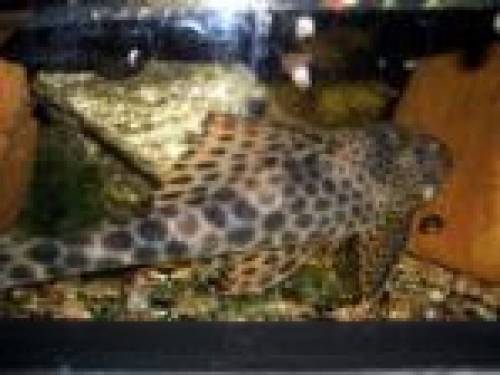 suche l ancistomus sabaji adultes m�nnchen