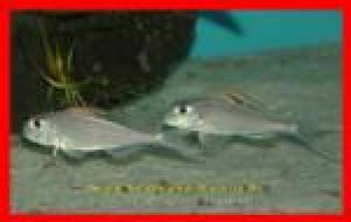 xenotilapia nigrolabiata