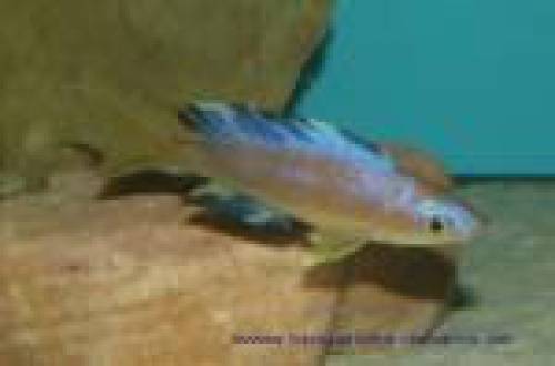 cyprichromis microlepidotus mabilibili