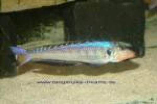 enantiopus melanogenys kekese