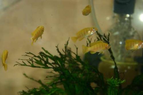 buntbarsche pseudotropheus